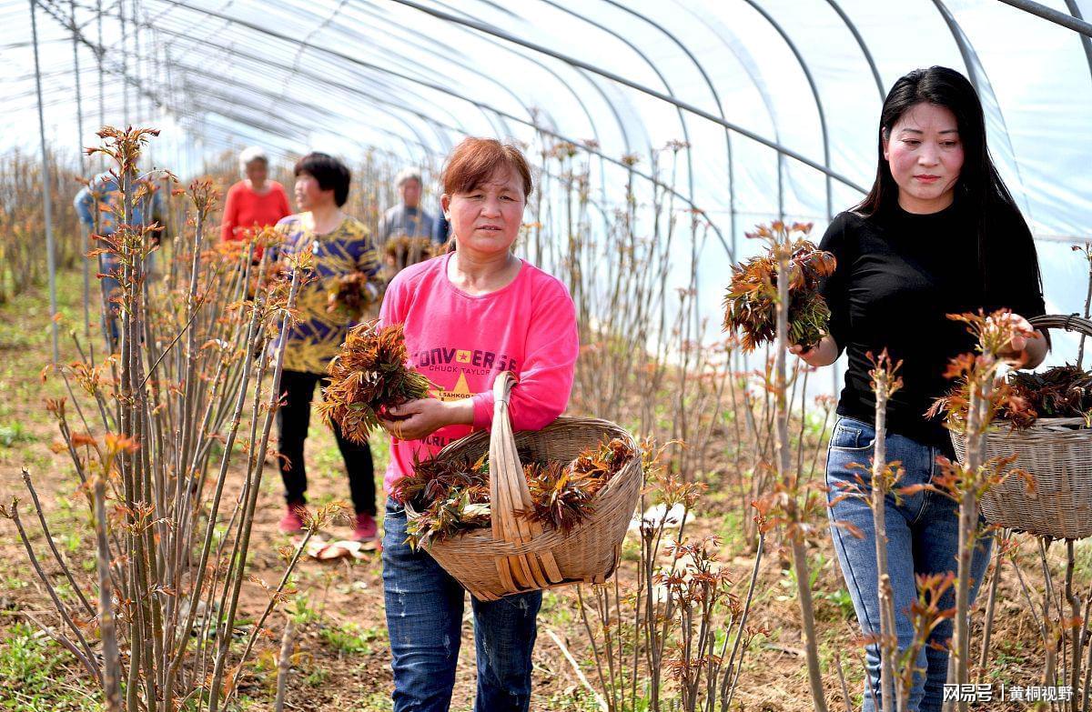 致富广西种植香椿视频_广西香椿种子_广西种植香椿致富