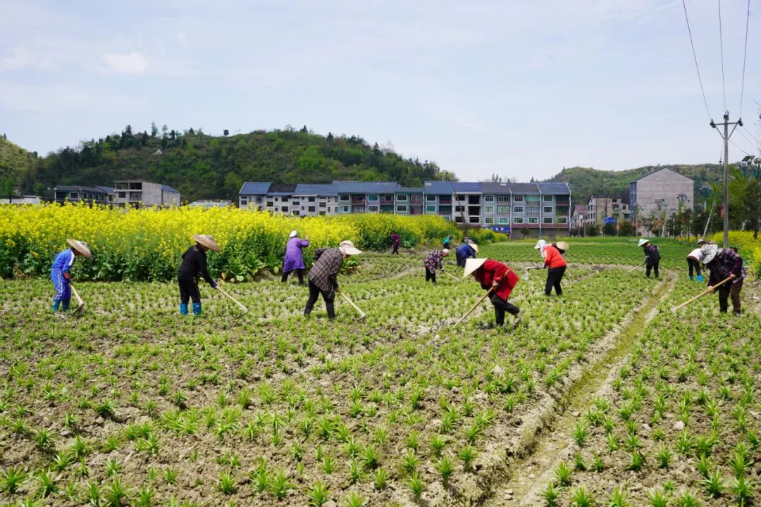 乡村黄精种植致富忙_乡村黄精种植致富忙_乡村黄精种植致富忙
