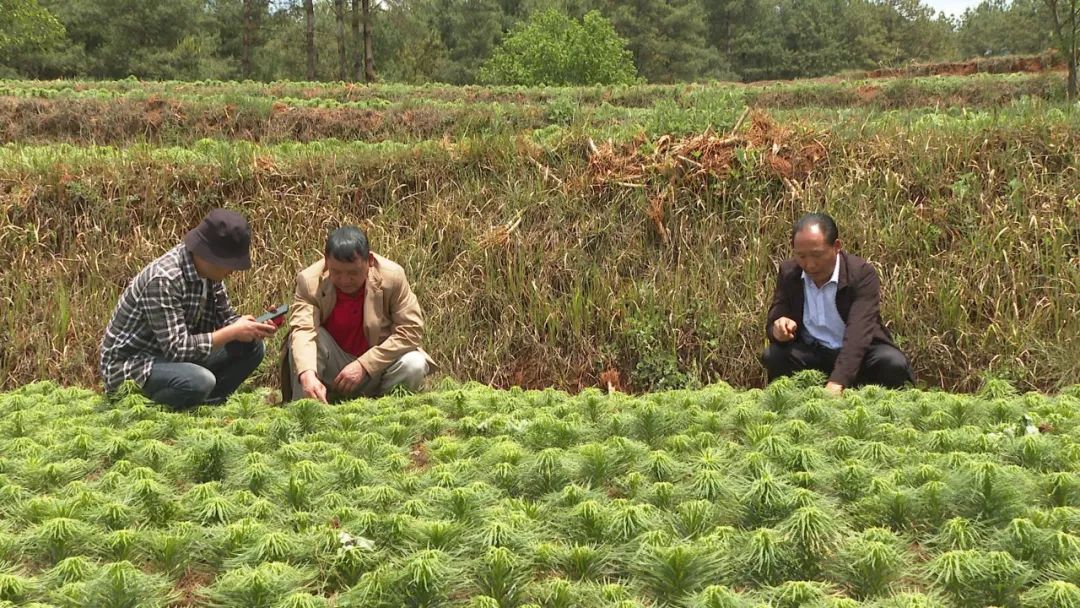乡村黄精种植致富忙_乡村黄精种植致富忙_乡村黄精种植致富忙