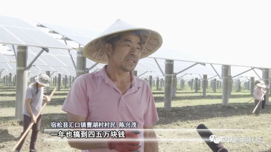 乡村黄精种植致富忙_乡村黄精种植致富忙_乡村黄精种植致富忙