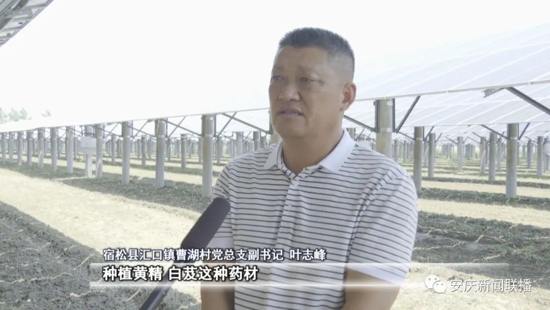乡村黄精种植致富忙_乡村黄精种植致富忙_乡村黄精种植致富忙