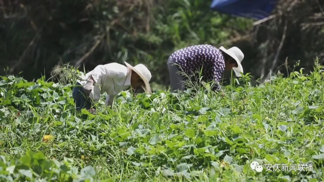 乡村黄精种植致富忙_乡村黄精种植致富忙_乡村黄精种植致富忙