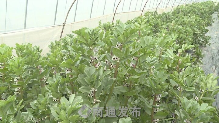 蚕豆种植技术亩产多少_种植亩产蚕豆技术视频_种植亩产蚕豆技术要求