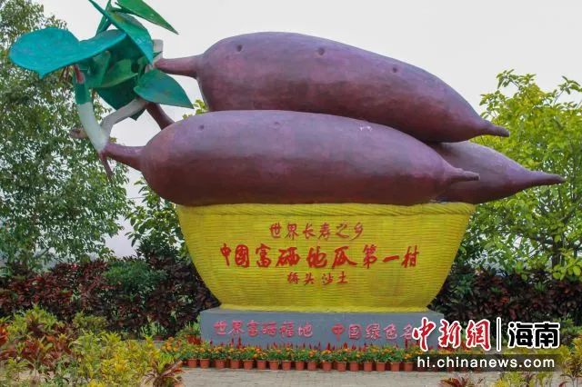 【央媒看澄迈】海南澄迈：沙土地种出“金地瓜”，贫困村变身“亿元村”