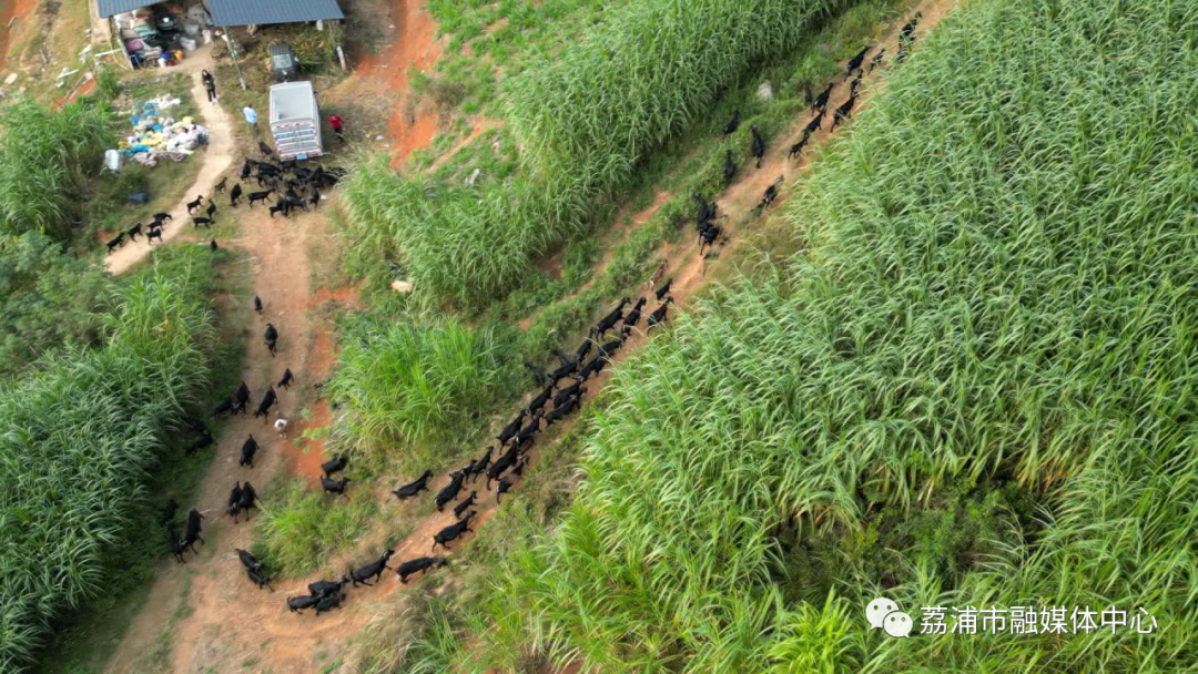 致富山羊养黑正片视频_致富经 正片养黑山羊_致富经养山羊视频全集