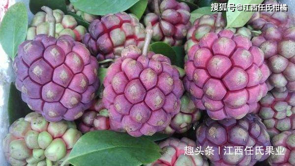 致富经布福娜_致富经布福娜_致富经布福娜