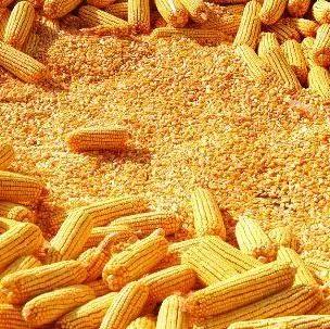 养殖肉牛技术要点_肉牛养殖技术._养殖肉牛技术大全