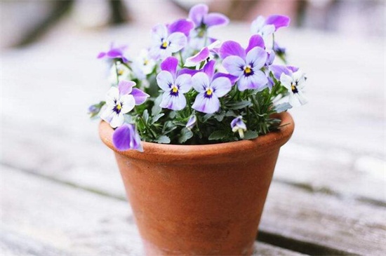 花木种植的技术视频_花木栽培新技术_视频花木种植技术教程