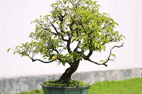 花木栽培新技术_花木种植的技术视频_视频花木种植技术教程
