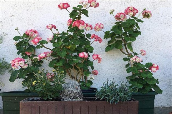 花木栽培新技术_花木种植的技术视频_视频花木种植技术教程