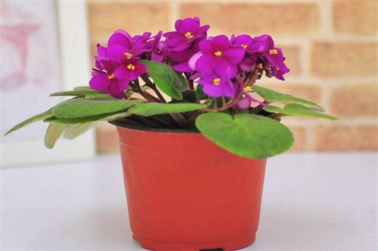 视频花木种植技术教程_花木种植的技术视频_花木栽培新技术