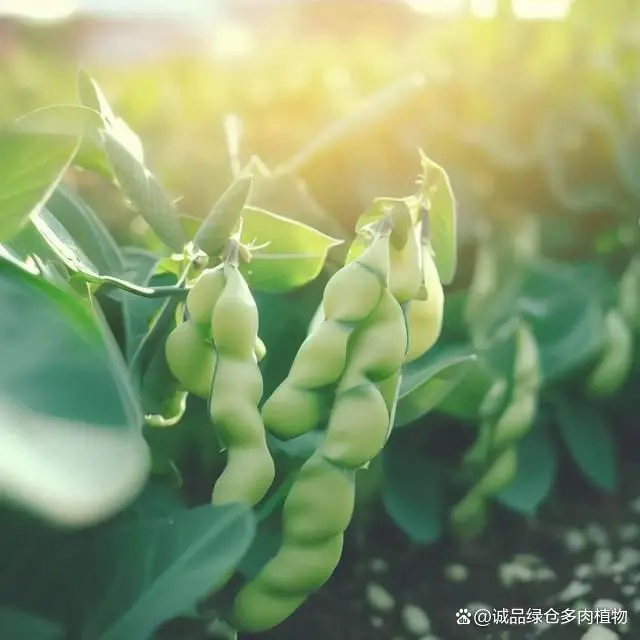 种植黑豆的方法_黑豆怎样种植技术_种植黑豆技术要求