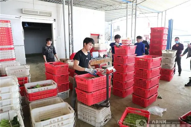 广西养殖致富项目_致富养殖广西项目有哪些_致富养殖广西项目中标公告