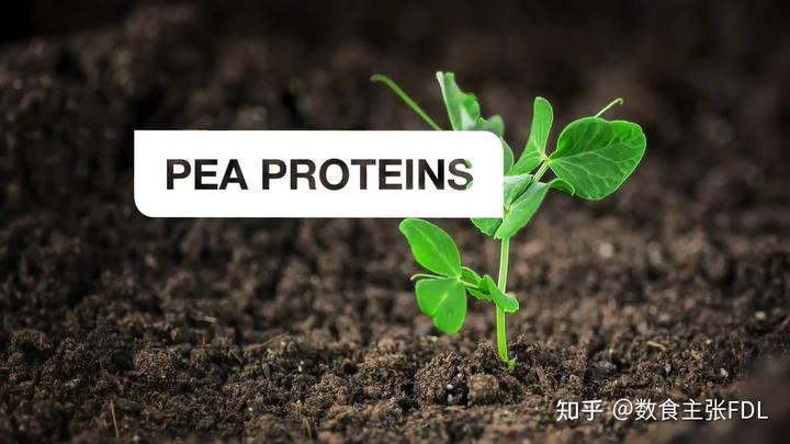 苗豌豆种植技术与管理_豌豆苗种植技术_豌豆苗栽培技术