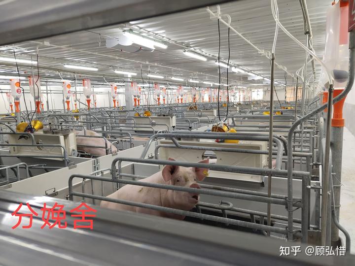 致富养殖农村经历大学生怎么写_致富经大学生养猪创业视频_大学生在农村养殖致富经历