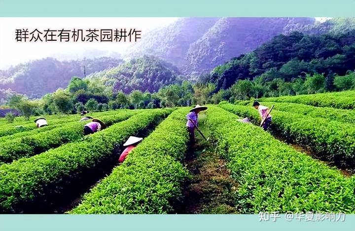 军人养猪创业有什么优惠_军人养殖致富_军人养猪