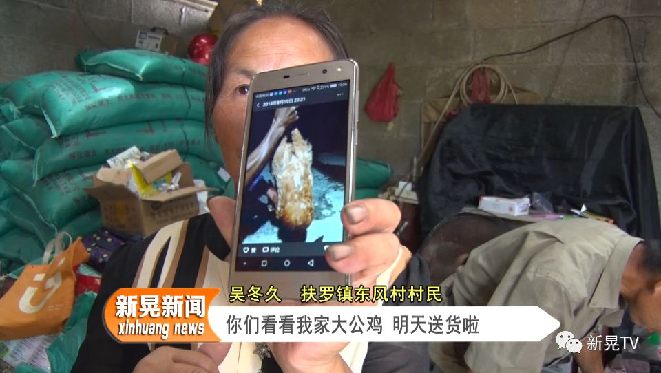 土鸡养殖致富案例_致富经土鸡养殖技术视频_致富项目养鸡