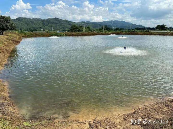浓泰弘升南美白对虾养殖技术要点
