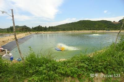 养殖对虾技术大全_养殖对虾怎么养殖技术_室内养殖对虾技术
