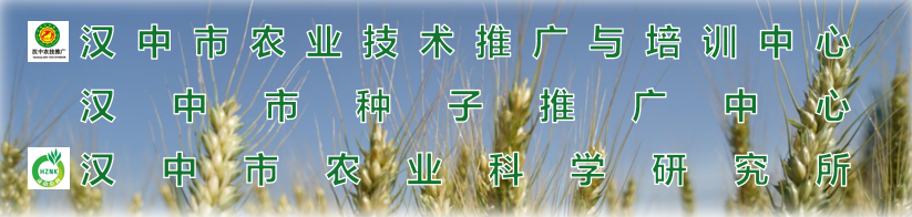 籽麻种植间距_籽麻怎么种_籽麻的种植技术