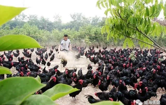 致富项目养鸡_土鸡养殖致富案例_致富经土鸡养殖