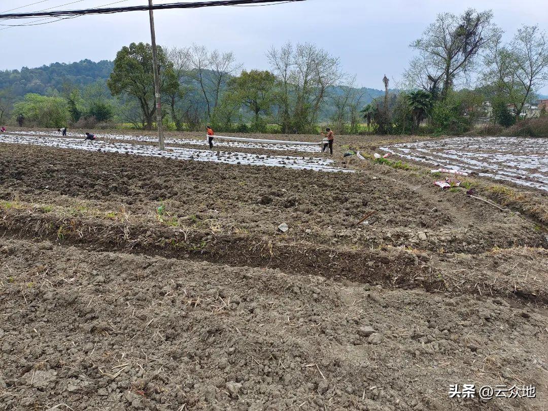 种植大户改种芋头，效益怎么样？亩产值6000-10000元