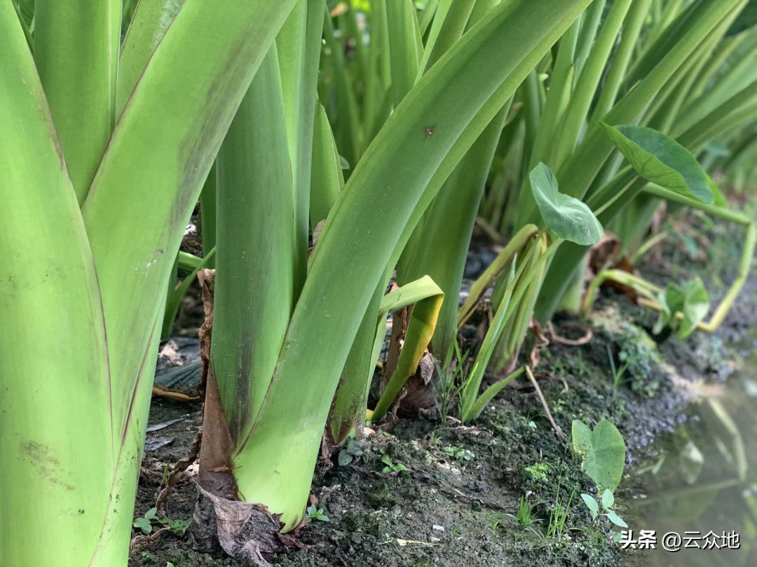 芋头高产栽培_高产种植芋头技术与管理_芋头高产种植技术