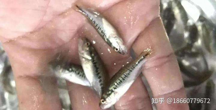 鲈鱼水花育苗，掌握这 3 点，「鱼苗成活率」提高看得到！
