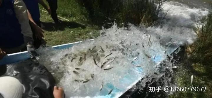 鲤鱼水花的养殖技术视频网_水花养鱼技术_裸鲤水花养殖技术