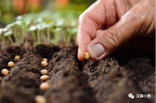 籽麻的种植技术_籽麻怎么种_籽麻种植间距