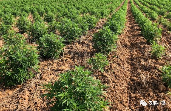籽麻怎么种_籽麻种植间距_籽麻的种植技术