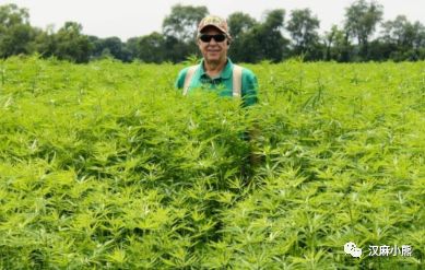 籽麻的种植技术_籽麻种植间距_籽麻怎么种