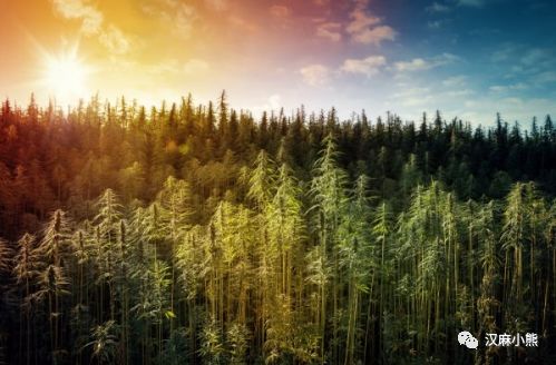 籽麻怎么种_籽麻的种植技术_籽麻种植间距