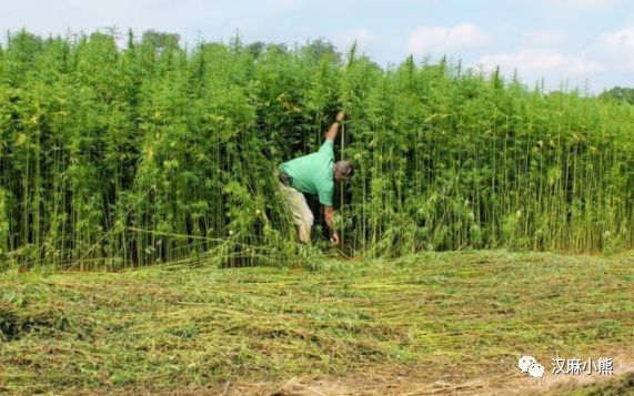 籽麻怎么种_籽麻种植间距_籽麻的种植技术