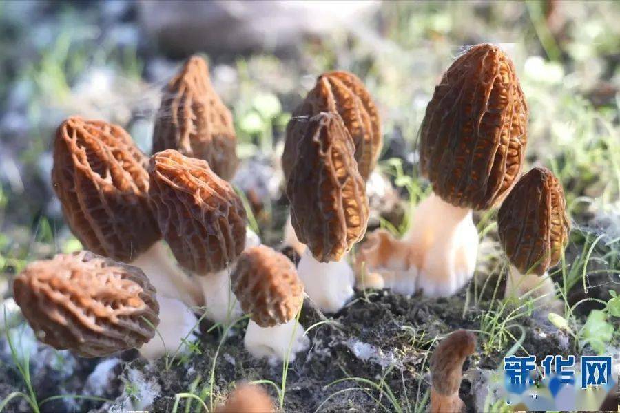cctv7羊肚菌致富经_羊肚菌传销_致富经 羊肚菌 骗局