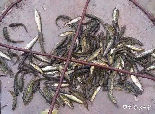 土鲮跟麦鲮的分别_广东麦鲮的养殖技术_怎么钓麦鲮