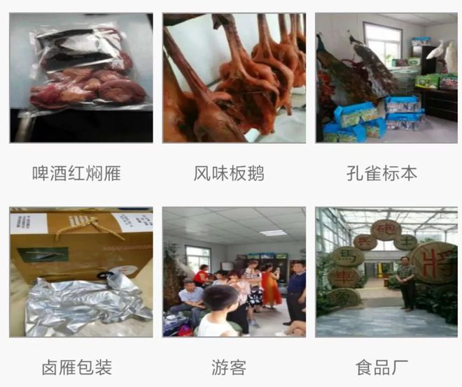 养殖孔雀致富经_孔雀养殖前景及利润_孔雀养殖效益