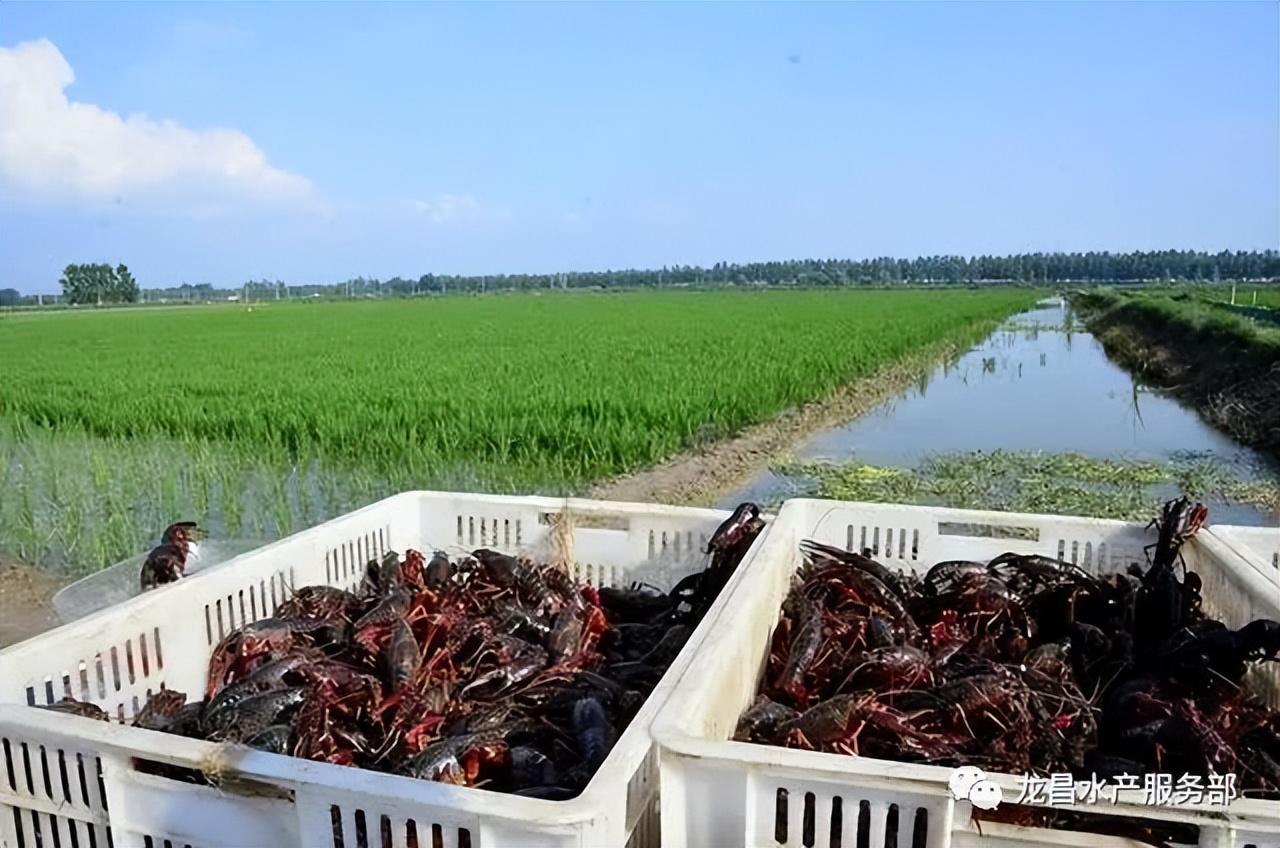 小龙虾养殖一亩利润2万，养殖50亩就可以做到年入100万了？