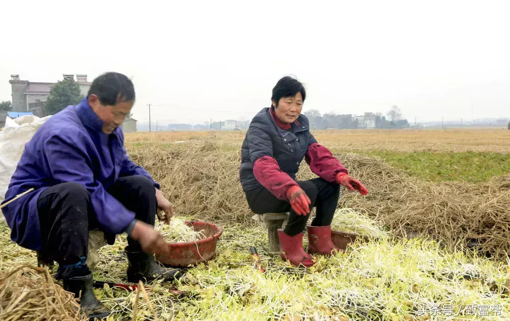 芹菜转眼变“豆芽”？好吃、增产又增收！年入十万很轻松！