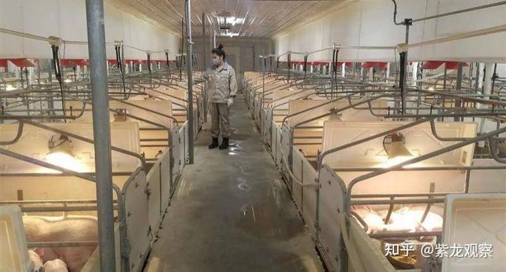 规模比美国大10倍？中国打造全球最大养猪场，一年稳赚几十亿