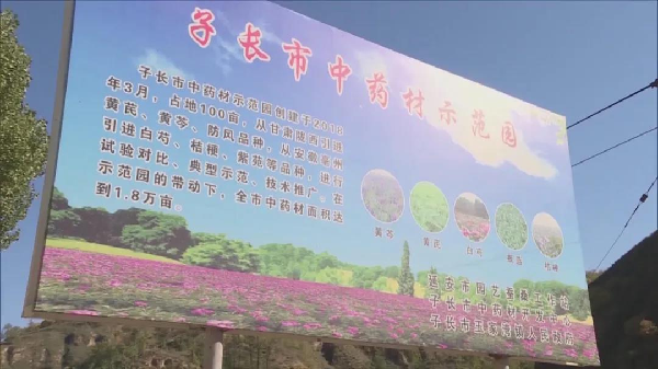 子长：种植中草药 致富“有方”