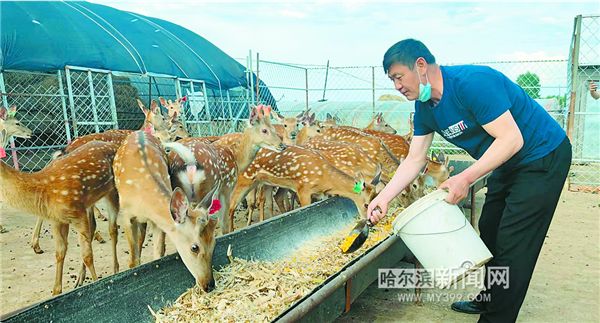 先养孔雀又养鹿 小村闯出致富路｜方正县莲花村发展特色养殖成了远近闻名的“明星村”