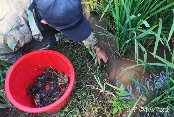 种植水稻挣钱吗_2021年种水稻能不能挣钱_水稻普通种植致富