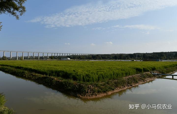 种植水稻挣钱吗_水稻普通种植致富_2021年种水稻能不能挣钱
