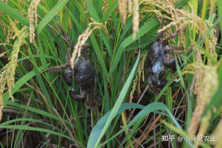 水稻普通种植致富_种植水稻挣钱吗_2021年种水稻能不能挣钱