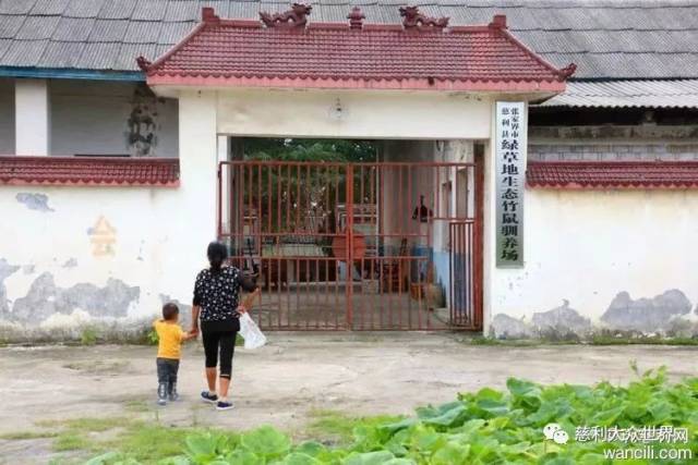 视频致富养殖田鸡是真的吗_致富经田鸡养殖视频_养殖田鸡赚钱吗