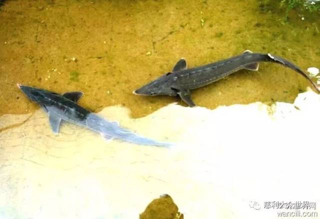 视频致富养殖田鸡是真的吗_致富经田鸡养殖视频_养殖田鸡赚钱吗