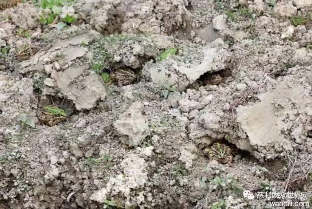 养殖田鸡赚钱吗_致富经田鸡养殖视频_视频致富养殖田鸡是真的吗