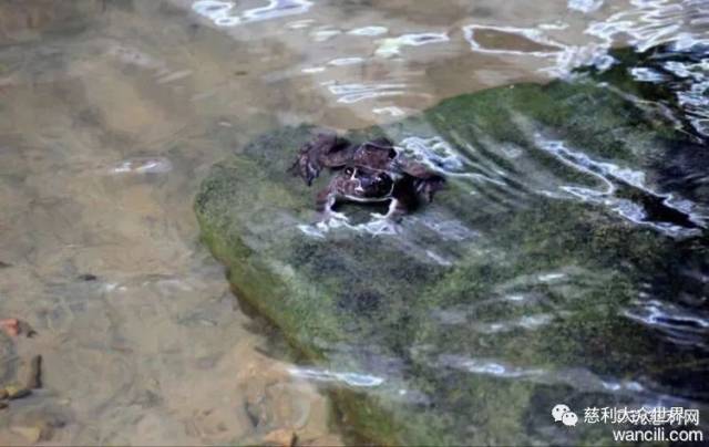 养殖田鸡赚钱吗_视频致富养殖田鸡是真的吗_致富经田鸡养殖视频