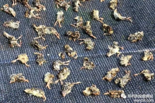 视频致富养殖田鸡是真的吗_养殖田鸡赚钱吗_致富经田鸡养殖视频